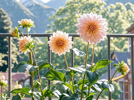 阳台上的大丽花