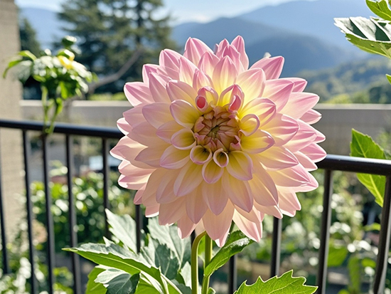 大丽花一年开几次花?